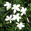 Flowering Jasmine