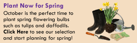Plant Now for Spring