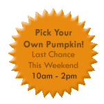Pick Your Own Pumpkin! Last Chance This Weekend 10am - 2pm