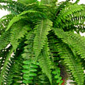 Boston Fern
