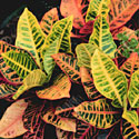 Croton