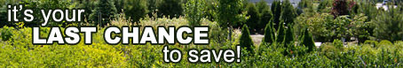 It's your last chance to save!