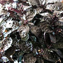 Purple Waffle Plant