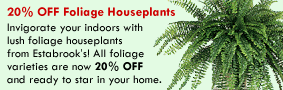 20% OFF Foliage Houseplants