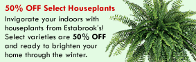 50% OFF Select Houseplants
