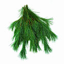 White Pine Tips