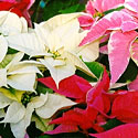 Poinsettias