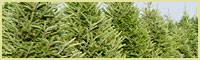 Fraser Firs