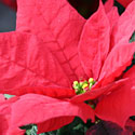 Jester Red