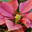 Plum Pudding