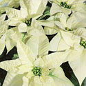 White Christmas