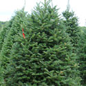 Christmas Trees
