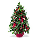 Boxwood Tree