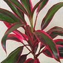 Cordyline