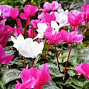 Cyclamen