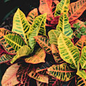Croton