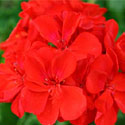 Geranium