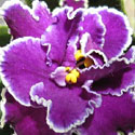 African Violet