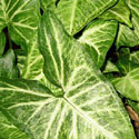 Arrowhead Vine