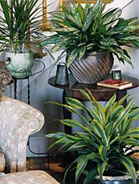 Houseplants