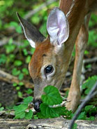 Deer
