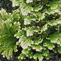 Frosty Fern