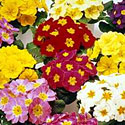 Primula