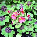 Oxalis