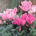 Cyclamen
