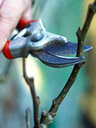 Pruning