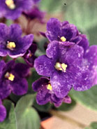 African Violet