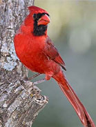 Cardinal