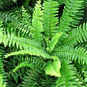 Boston Fern