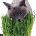 Cat Grass