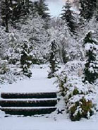 Winter Garden