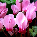 Cyclamen