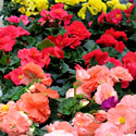 Reiger Begonias