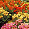 Kalanchoe