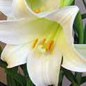 Easter Lily