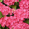 Hydrangea