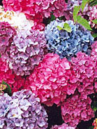 Hydrangeas