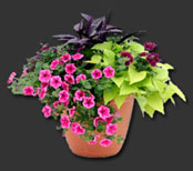 Container Planting