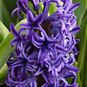 Hyacinth