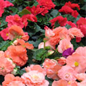 Reiger Begonia