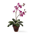 Silk Orchid