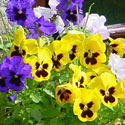 Pansies