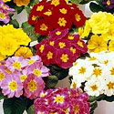 Primula