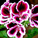 Regal Geranium
