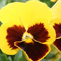 Pansies