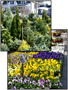 Evergreens and Pansies